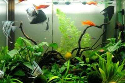 質量好的魚缸品牌推薦有哪些，博宇boyu水族器材種類佳寶jebo行業標準制定
