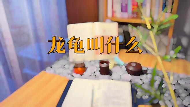龍龜有哪些品種？