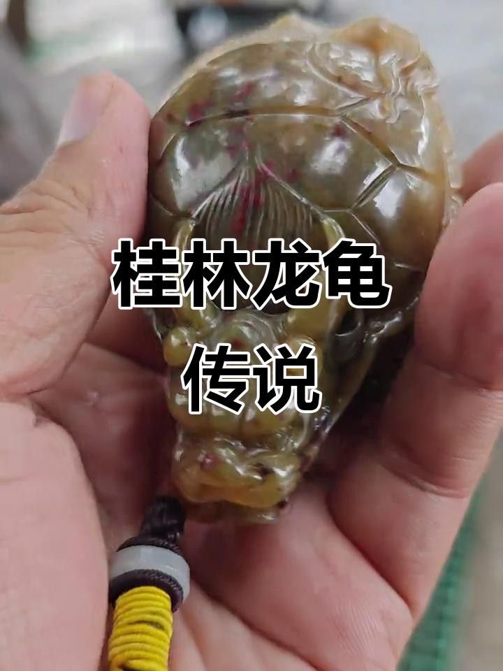 龍龜有哪些品種？