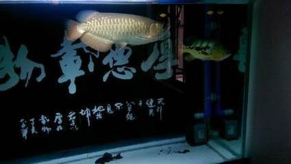 超血紅龍魚的正確飼養(yǎng)方法（超血紅龍魚的正確飼養(yǎng)技巧） 超血紅龍魚的正確飼養(yǎng)方法（超血紅龍魚的正確飼養(yǎng)技巧） 龍魚百科