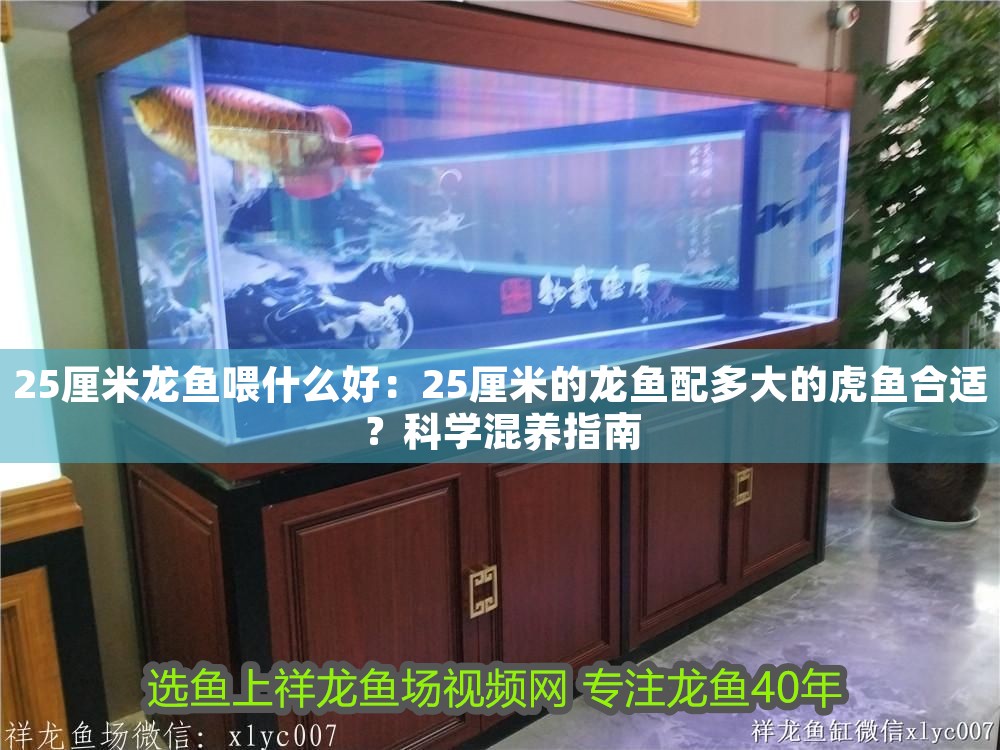 25厘米龍魚喂什么好：25厘米的龍魚配多大的虎魚合適？科學混養指南