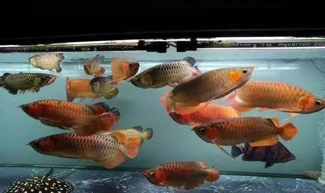 龍魚混養(yǎng)氧氣管理技巧：如何判斷龍魚缺氧癥狀,提高魚缸溶氧的自然方法 龍魚混養(yǎng)氧氣管理技巧：如何判斷龍魚缺氧癥狀,提高魚缸溶氧的自然方法 龍魚百科 第3張