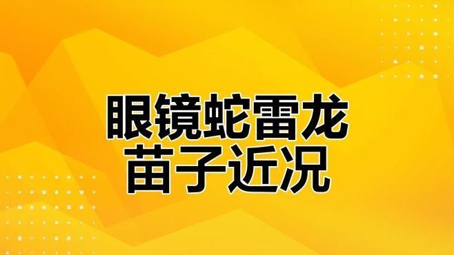 雷龍魚魚苗