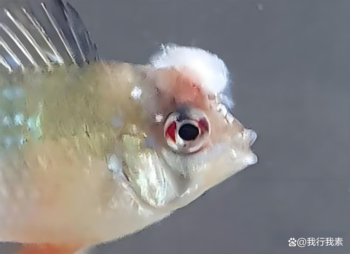 觀賞魚白霜病的治療方法