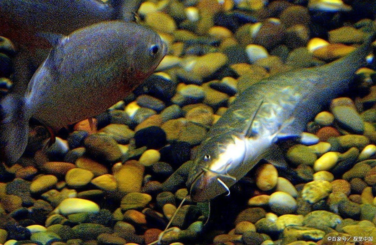 觀賞魚白霜病的治療方法