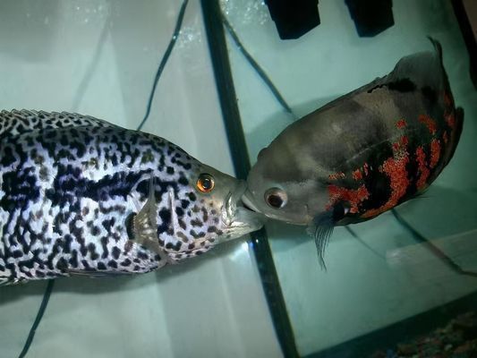 龍魚虎魚水溫多少度適合養殖：龍魚和虎魚養殖期水溫調節技巧，龍魚幼魚特別護理方法
