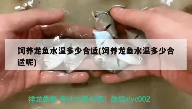 龍魚虎魚水溫多少度適合養殖：龍魚和虎魚養殖期水溫調節技巧，龍魚幼魚特別護理方法
