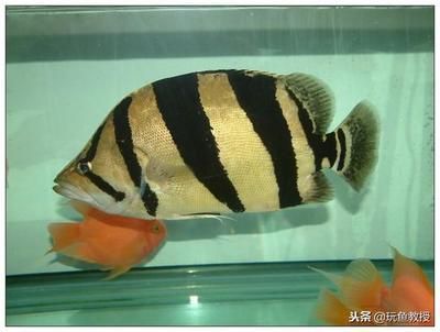 龍魚和清道夫混養行嗎怎么養（龍魚和清道夫混養水質要求，如何防止龍魚攻擊清道夫）