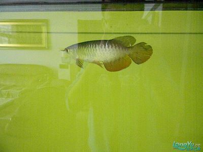 新買龍魚過水多久(新買龍魚過水的總時間大約為45分鐘到1小時之間) 龍魚百科 第3張 新買龍魚過水多久(新買龍魚過水的總時間大約為45分鐘到1小時之間) 新買龍魚過水多久(新買龍魚過水的總時間大約為45分鐘到1小時之間) 龍魚百科 第3張