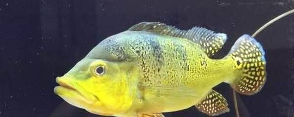 金龍魚食量越來越少：金龍魚的食量變化 金龍魚食量越來越少：金龍魚的食量變化 龍魚百科 第2張