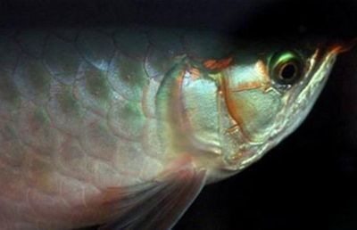 龍魚掉眼修復(fù)方法：龍魚掉眼怎么修復(fù)