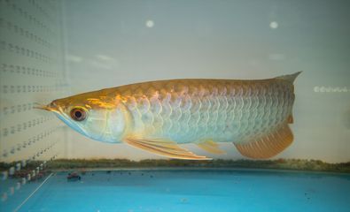 龍魚何時可以不使用加熱棒（龍魚使用加熱棒對水溫的要求比較高，龍魚可以不使用加熱棒）