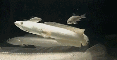 紅龍魚一直不發色【紅龍魚發色條件紅龍魚不發色的原因分析關鍵詞長得更好】