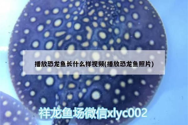 播放小龍魚照片：如何拍攝小龍魚照片