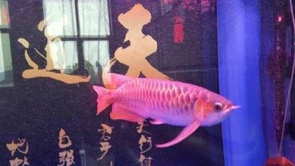 紅龍魚的最好品種4.5公分多少錢一條？（紅龍魚多少錢一條）