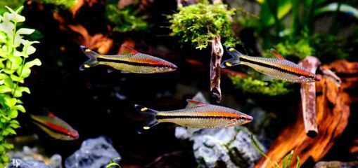 龍魚熱帶魚嗎：龍魚是熱帶魚嗎