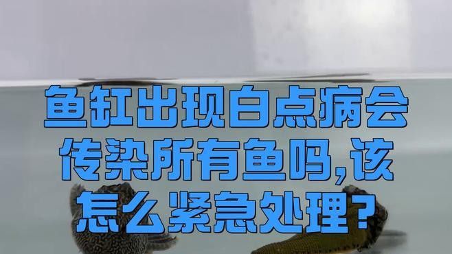 龍魚眼睛凸出白點傳染嗎？
