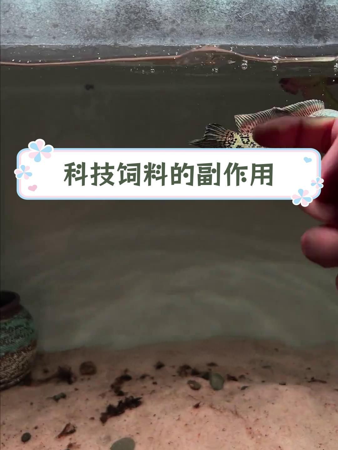 雷龍魚喂科技飼料有什么影響