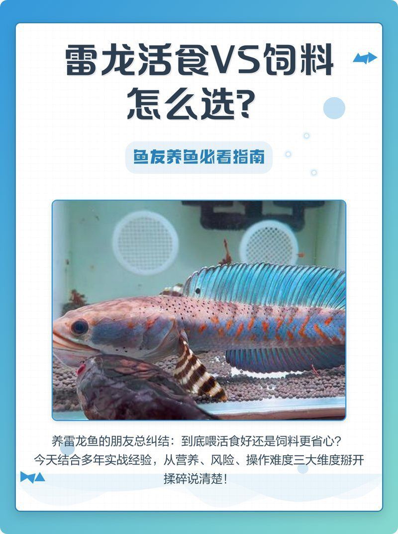 雷龍魚喂科技飼料有什么影響