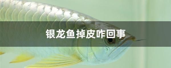 銀龍魚脫皮怎么回事（銀龍魚為什么會脫皮？）