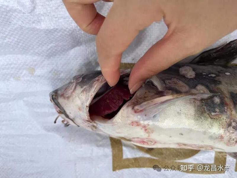 龍魚爛鰓病如何預防？ 龍魚爛鰓病如何預防？ 龍魚百科 第6張