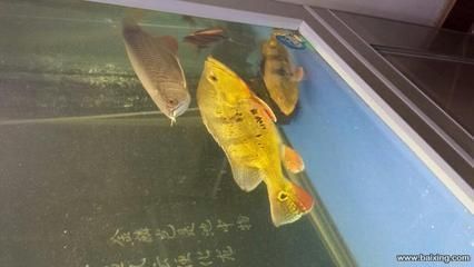 金龍魚市場價格查詢官網：關于金龍魚市場價格查詢網站