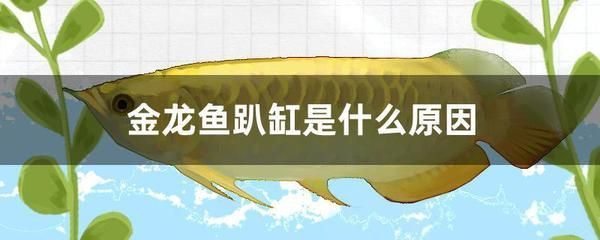 金龍魚(yú)扒缸是什么原因:金龍魚(yú)趴缸是什么原因 龍魚(yú)百科 第6張 金龍魚(yú)扒缸是什么原因:金龍魚(yú)趴缸是什么原因 金龍魚(yú)扒缸是什么原因:金龍魚(yú)趴缸是什么原因 龍魚(yú)百科 第6張