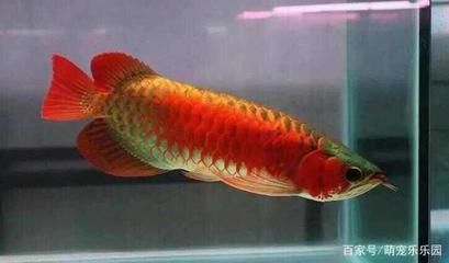 最貴的龍魚價格排名是怎樣的？：世界上最貴的魚是什么魚，紅龍魚價格高達五百萬