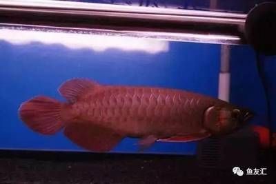 最貴的龍魚價格排名是怎樣的？：世界上最貴的魚是什么魚，紅龍魚價格高達五百萬