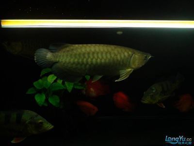 養龍魚燈光每天開時間：養龍魚時燈光每天開時間