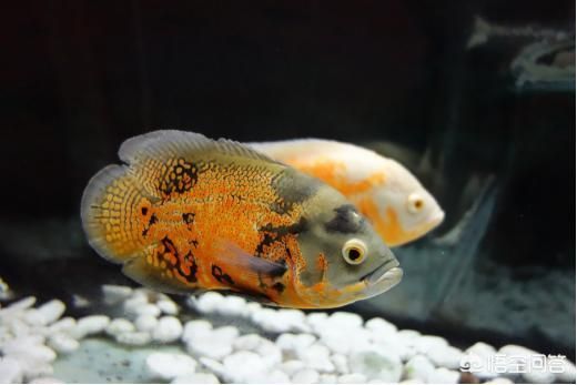 養龍魚燈光每天開時間：養龍魚時燈光每天開時間