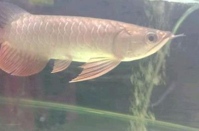 金龍魚怎么養(yǎng)爬背和上框快（促進(jìn)金龍魚快速爬背和上框的方法）