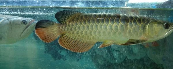 金龍魚怎么養(yǎng)爬背和上框快（促進金龍魚快速爬背和上框的方法）