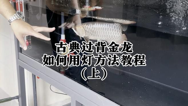 藍底金龍魚用什么燈最好養殖
