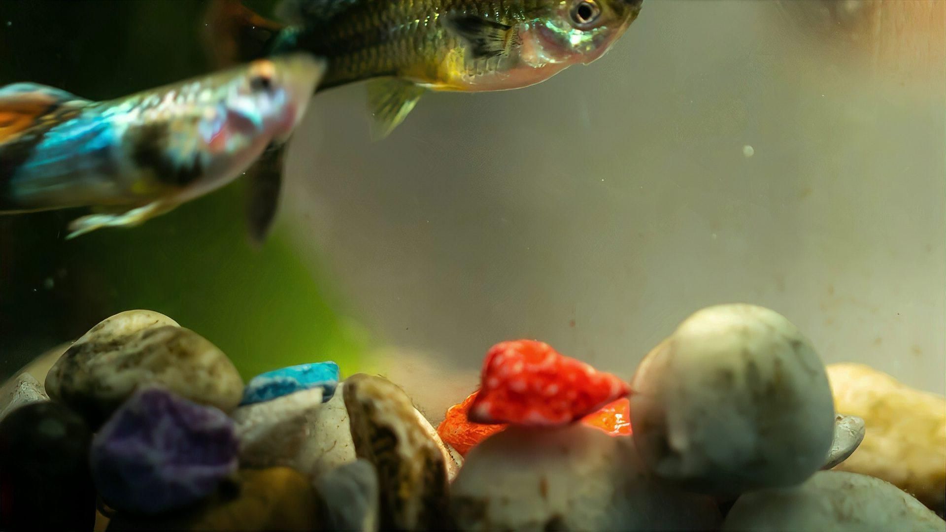 孔雀魚腹水病的癥狀有哪些？