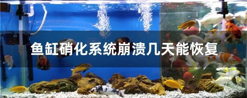 白底白背景魚缸養40公分左右可以嗎（的缸整什么顏色的背景，魚缸底什么顏色）