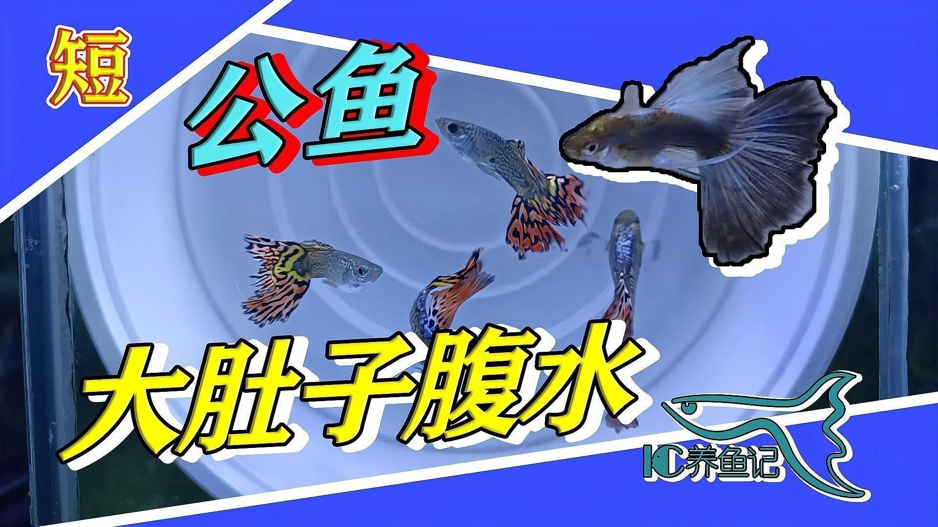 孔雀魚腹水病的癥狀有哪些？