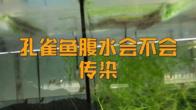孔雀魚腹水病的癥狀有哪些？