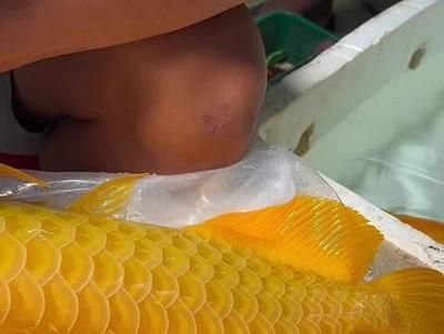 龍魚壽命有多長：關(guān)于龍魚壽命的詳細信息