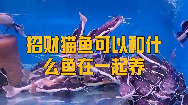 招財(cái)貓龍魚(yú)和什么魚(yú)混養(yǎng)