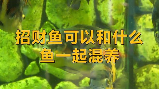 招財(cái)貓龍魚(yú)和什么魚(yú)混養(yǎng)