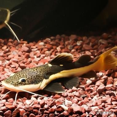 招財(cái)貓龍魚(yú)和什么魚(yú)混養(yǎng)