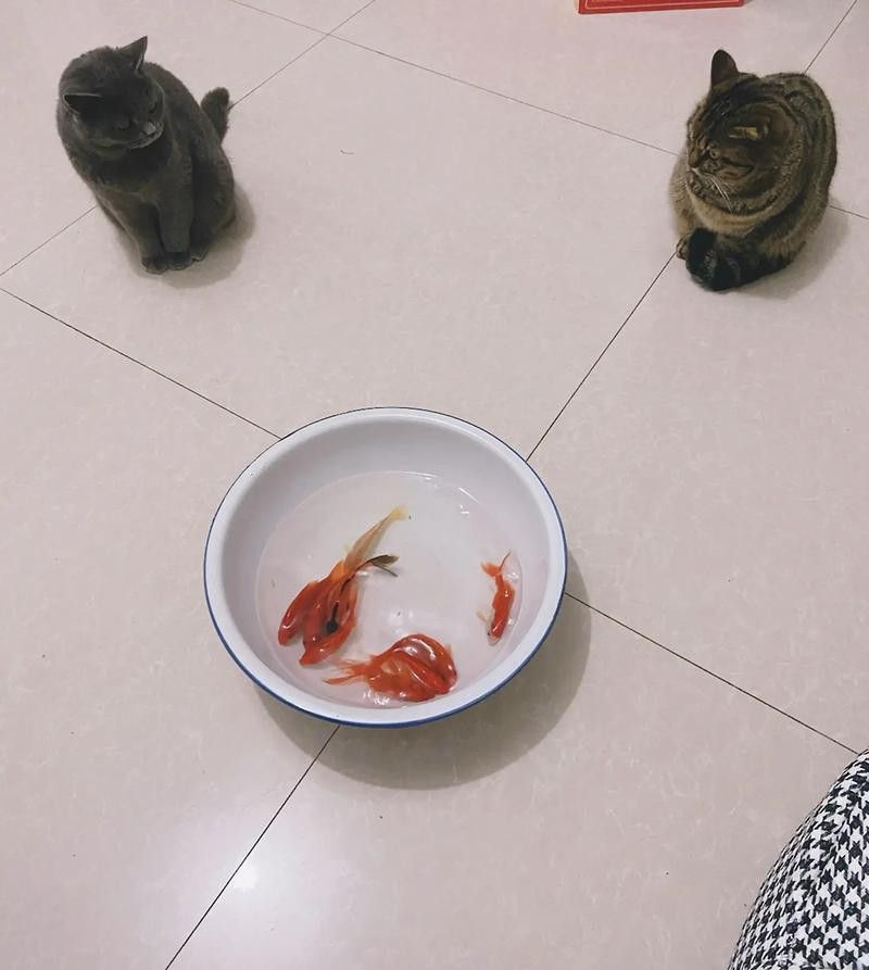 招財(cái)貓龍魚(yú)和什么魚(yú)混養(yǎng)