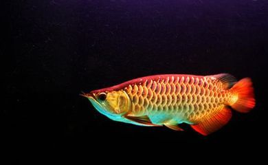 金龍魚吃的小魚叫什么：金龍魚吃什么小魚最好金龍魚吃什么小魚最好 金龍魚吃的小魚叫什么：金龍魚吃什么小魚最好金龍魚吃什么小魚最好 龍魚百科 第5張