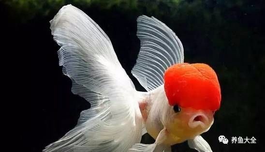 龍魚蒙眼癥有哪些治療方法？