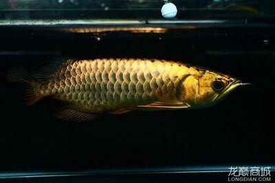 過背金龍魚和b過龍魚分別哪個好 過背金龍魚和b過龍魚分別哪個好 龍魚百科 第2張