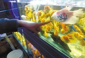 長春觀賞魚批發市場（長春觀賞魚價格對比,長春觀賞魚品種大全）