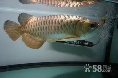 長春觀賞魚批發市場（長春觀賞魚價格對比,長春觀賞魚品種大全）