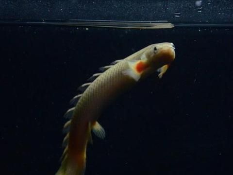黃金恐龍魚能長多大呢（黃金恐龍魚在家庭水族箱中可以長到40-70厘米長）