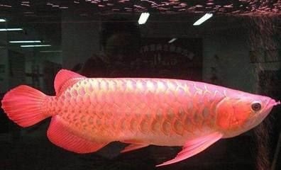 龍魚(yú)水質(zhì)ph值高怎么辦：龍魚(yú)水質(zhì)ph值偏高怎么辦